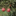 Appels